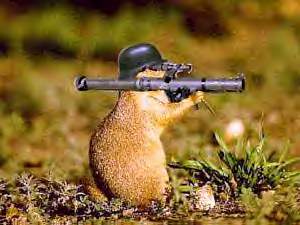 Marmotte lance roquette